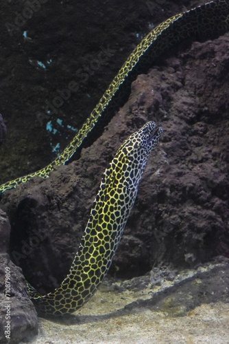 Fototapeta Naklejka Na Ścianę i Meble -  moray eel
