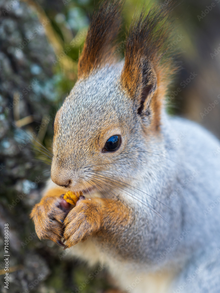 Fototapeta premium The squirrel with nut sits on a branches in the spring or summer. Portrait of the squirrel close-up