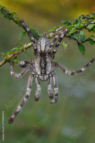 Tiger Spider on tree branch