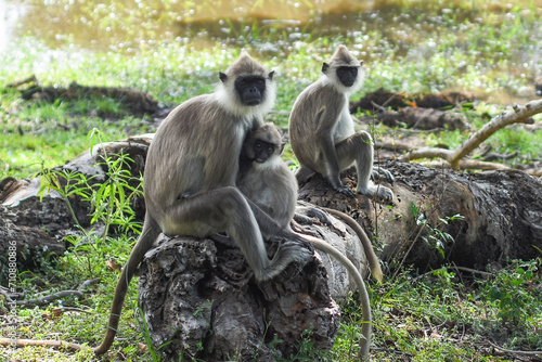 Mother Gray langur with baby.