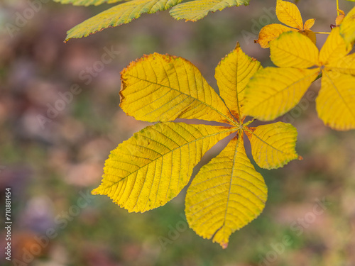 Yellow Horse chestnut leaves in autumn