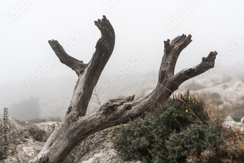 dead tree trunk in a misty forest