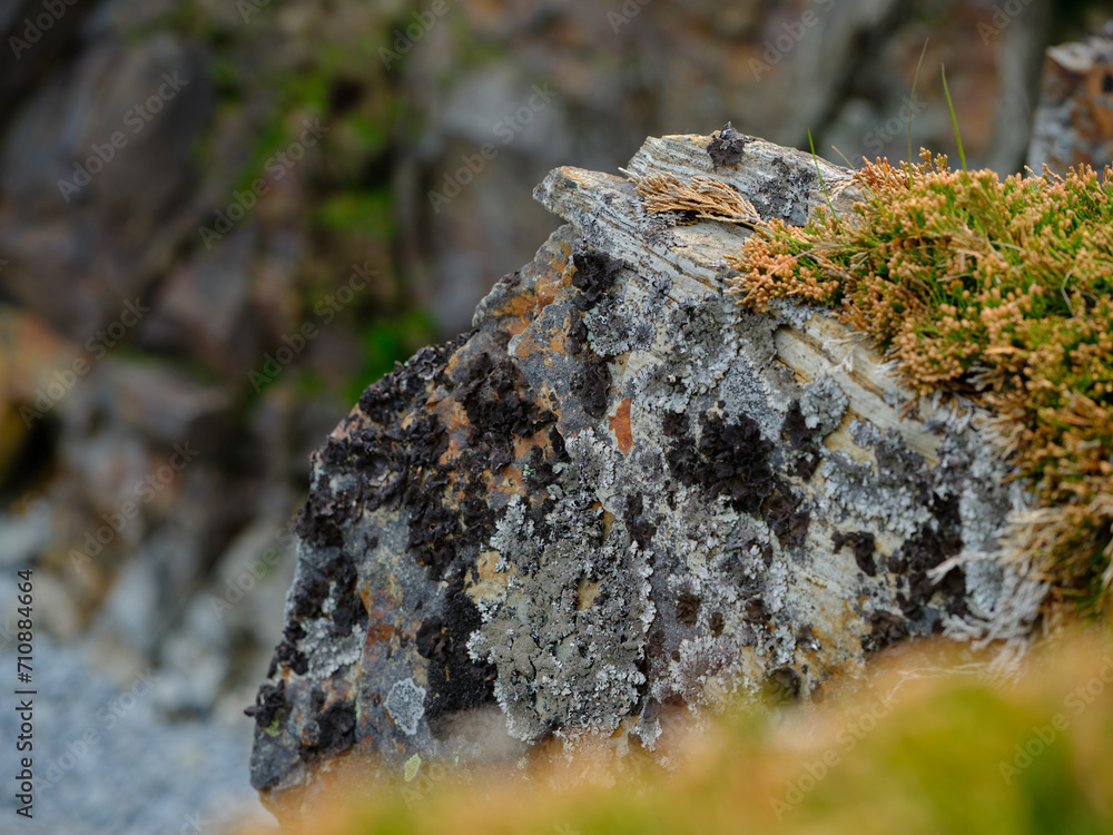 moss and lichen growing on the rocky edge of steepcliffs falling down to the ocean in Bonavista on Fpgo island in Newfoundland moss and lichen growing on the rocky edge of steepcliffs falling down to the ocean in Bonavista on Fpgo island in Newfoundland