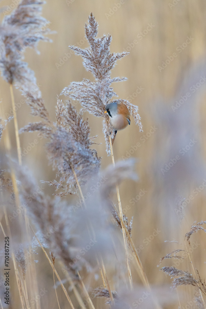 Fototapeta premium Male Bearded Reedling UK (panurus biarmicus). AKA Bearded Tit. Perched and feeding amongst the reeds. Yorkshire, UK in Winter