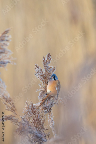 Male Bearded Reedling UK (panurus biarmicus). AKA Bearded Tit. Perched and feeding amongst the reeds. Yorkshire, UK in Winter