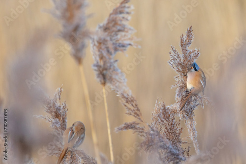 Pair of Bearded Reedlings UK (panurus biarmicus). AKA Bearded Tits. Perched and feeding amongst the reeds. Yorkshire, UK in Winter