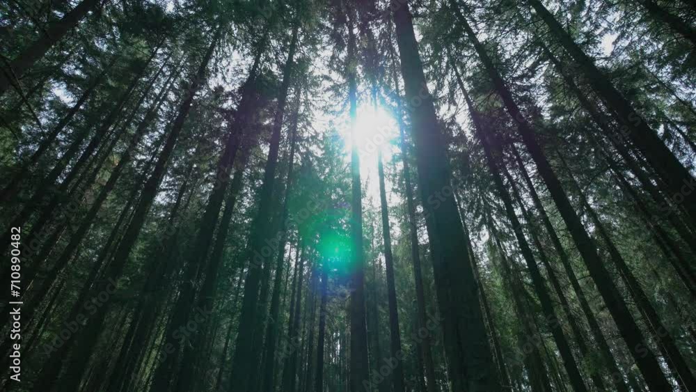 Sun Rays Going Through High Forest Trees
Sun Rays Going Through High Forest Trees