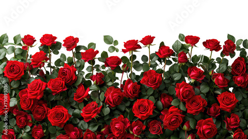 Fototapeta Naklejka Na Ścianę i Meble -  Realistic red roses border. Flower blossom elements, beautiful leaves and burgeon floral composition for wedding card and invitation isolated on transparent 