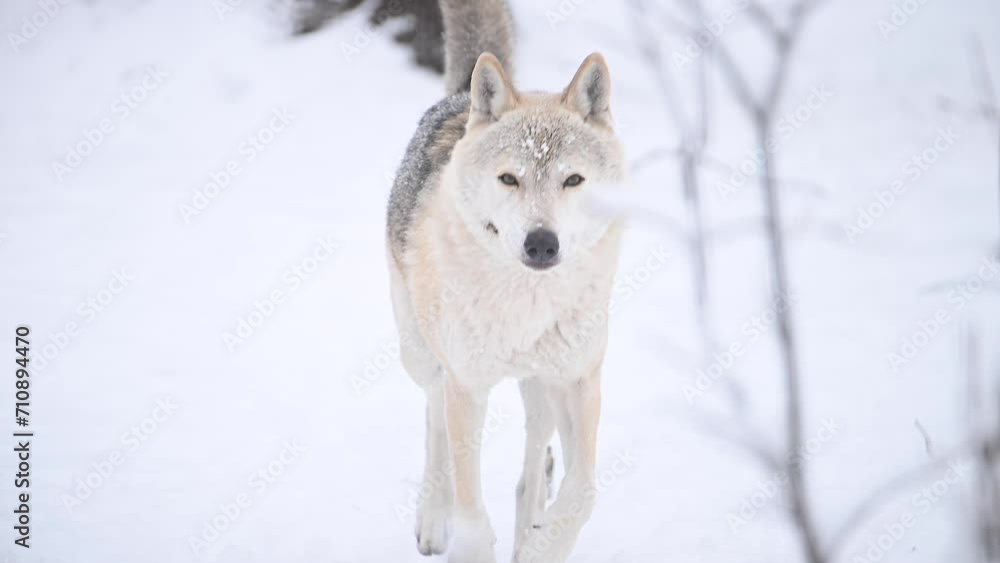 Wolf, Canis lupus, gray wolf in winter forest close slow motion portrait. High quality 4k footage super slow motion 120fps raw footage Wolf, Canis lupus, gray wolf in winter forest close slow motion portrait. High quality 4k footage super slow motion 120fps raw footage