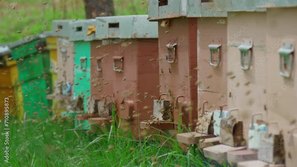 Honey Bees and Honeycomb Honey Bees and Honeycomb