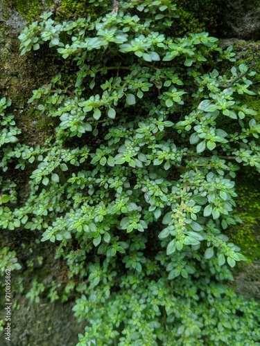 green ivy leaves © Design
