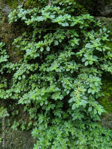 green ivy leaves