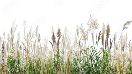 A field of wild grasses with its various shapes and textures, isolated on white background. Generative AI