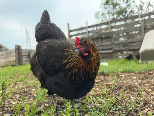 Olive Egger hen looking at camera on a farm