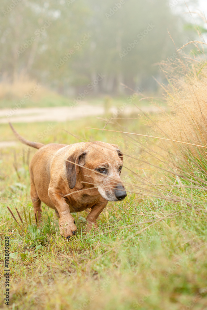 brown old dachshund walking in the nature brown old dachshund walking in the nature