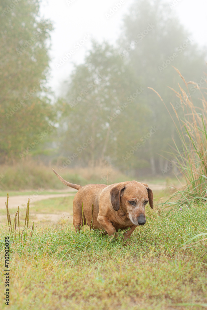 brown old dachshund walking in the nature