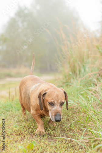 brown old dachshund walking in the nature