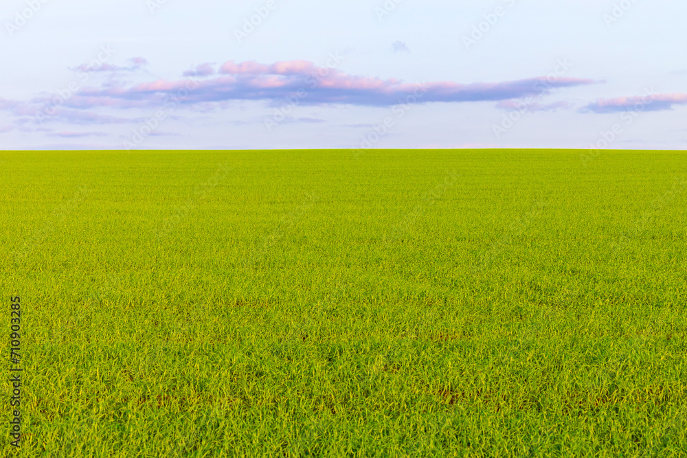 view of a field sown with winter crops.