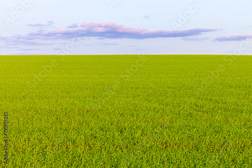 view of a field sown with winter crops.