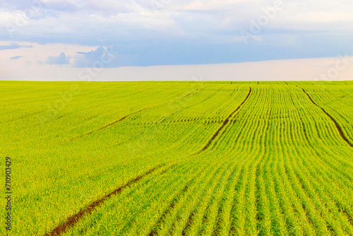 view of a field sown with winter crops.