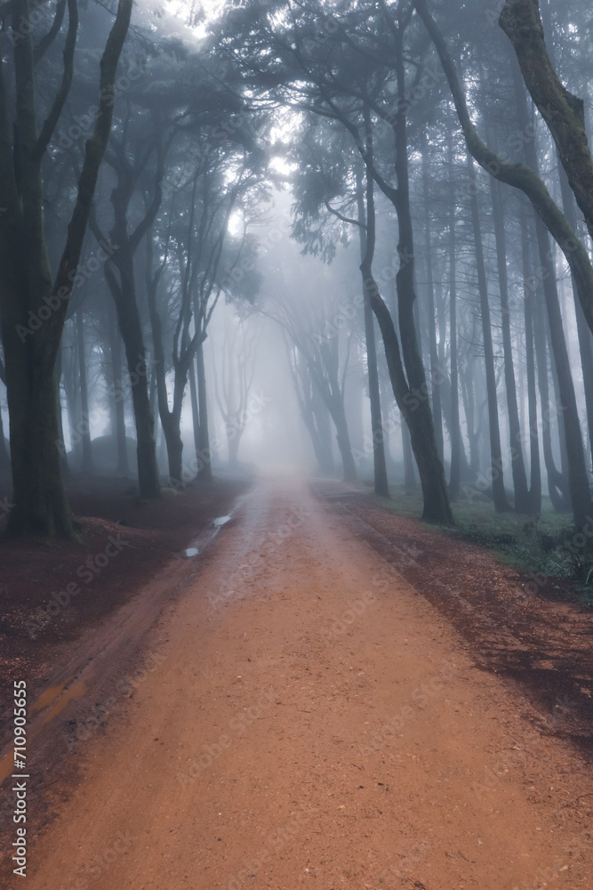 Naklejka premium Path in a Foggy forest. woods in a misty day. Cold foggy morning