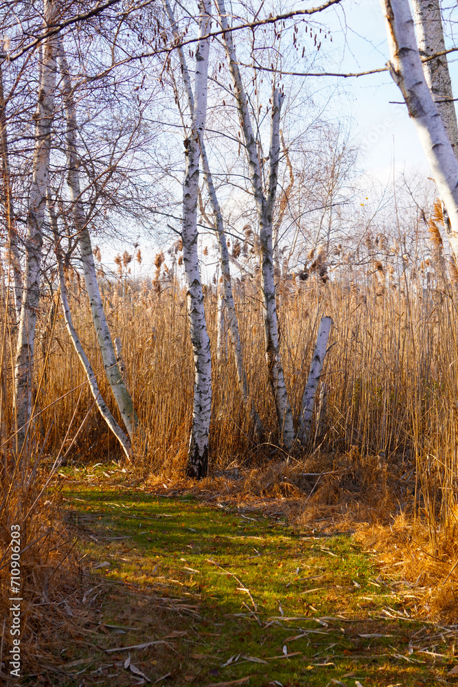 Fototapeta premium birch trees in the forest