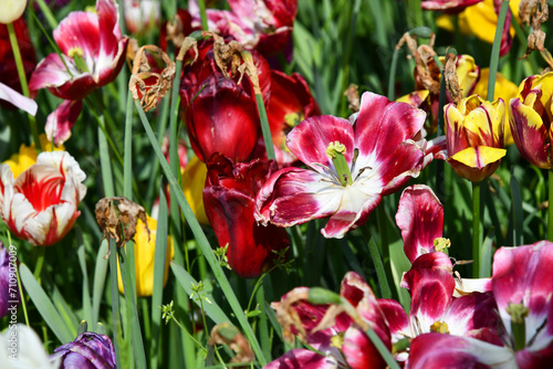 Tableau sur toile Abgeblühte Tulpen am Frühlingsende
