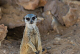 Close-up portrait of meerkats