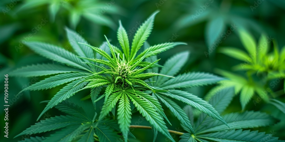 marijuana cannabis leaf background marijuana cannabis leaf background