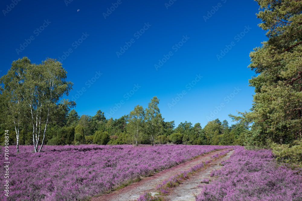 Fototapeta premium Pink heather landscape with a clear blue sky