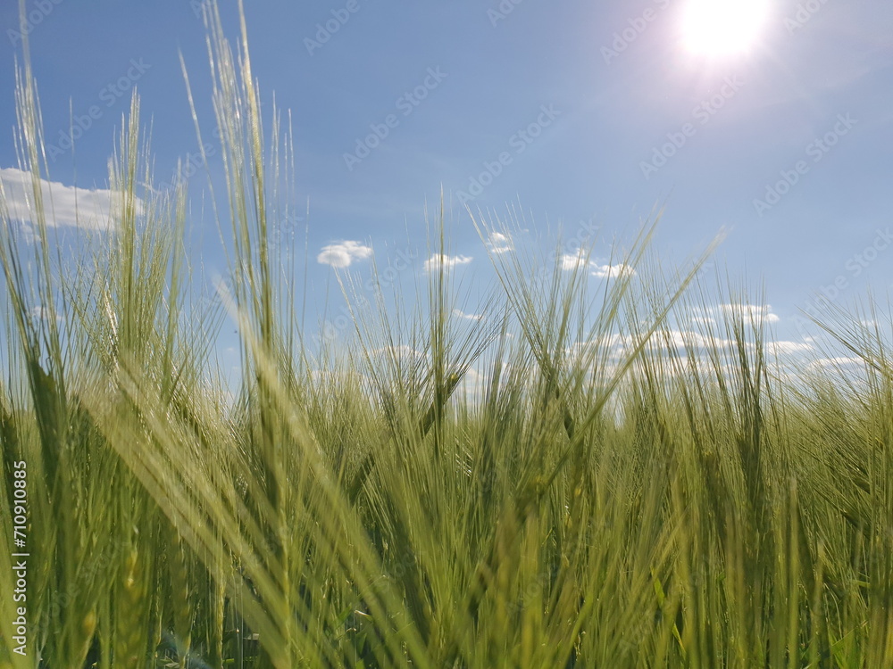 Sommerfeld Sommerfeld