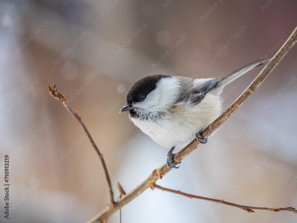 Naklejka premium Cute bird the willow tit, song bird sitting on a branch without leaves in the winter.