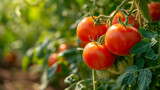 Organic Tomatoes on the Vine  Farm-Fresh Excellence