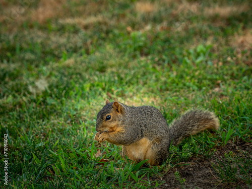 squirrel eating © sergio