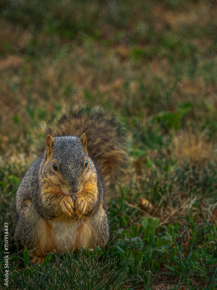 Squirrel eating on the grass in the park Squirrel eating on the grass in the park