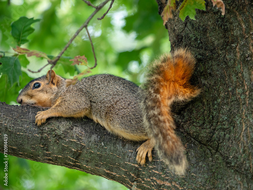 Squirrel on a branch © sergio