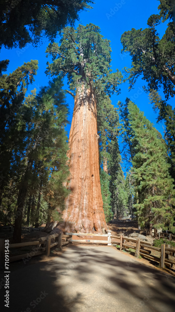 Sequoia National Park California Trees