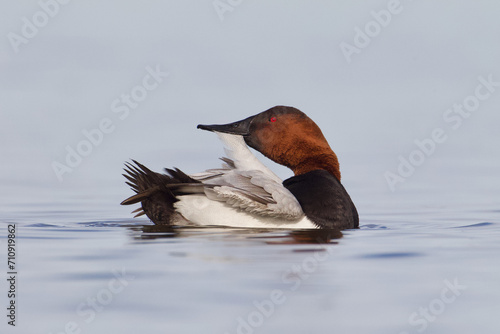 Canvasback drake preening on calm waters   photo