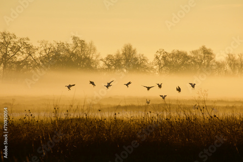 Geese fly through fog to land in backwater habitat at sunrise