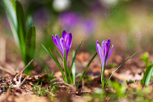 Blooming saffron flowers with blurred background.