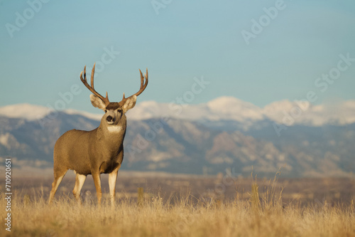 Fototapeta Naklejka Na Ścianę i Meble -  Environmental portrait of a Mule Deer buck standing alert in prairie grasslands with the eastern slope of the Rocky Mountains in the background ... on public land