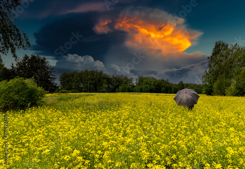 Lonely umbrella among blooming or blossoming field of rapeseed, above forest ...