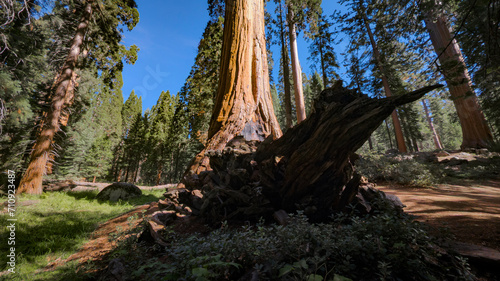 Sequoia National Park California Trees