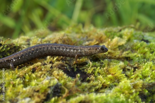 Closeup on the Santa Lucia Mountains Slender Salamander, Batrachoseps luciae, sitting on moss in California