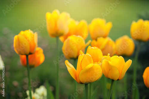 Wiosenne kwiaty w ogrodzie, ujęcie z bliska, rozmyte tło