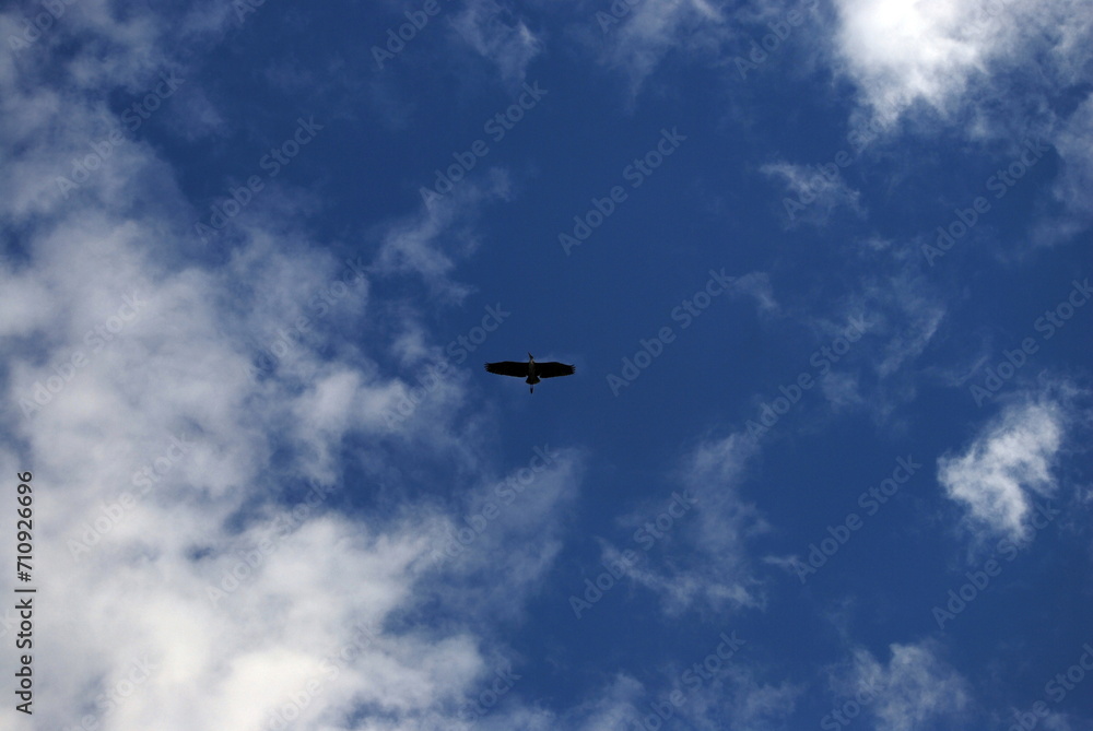 Wild bird in the sky. Dark blue sky with white cumulus clouds. A large Stork bird with white-gray wings is flying across the sky. The bird has a long beak and legs and a large wingspan. Wild bird in the sky. Dark blue sky with white cumulus clouds. A large Stork bird with white-gray wings is flying across the sky. The bird has a long beak and legs and a large wingspan.