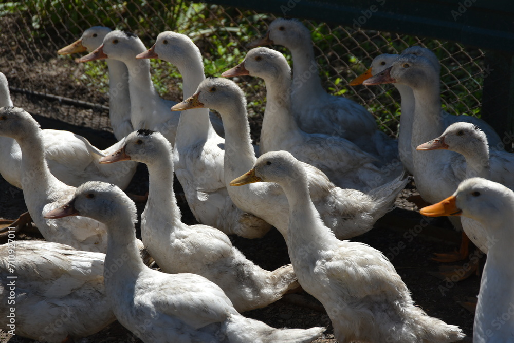 Obraz premium Poultry on the farm. Geese and ducks on a village farm have white or gray plumage, yellow or red paws and beaks. Birds in a large flock are grazing in the yard, pecking at grain and drinking water.
