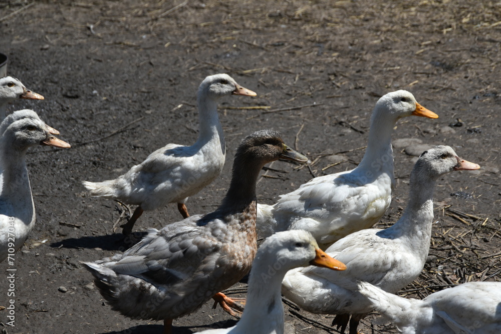 Poultry on the farm. Geese and ducks on a village farm have white or gray plumage, yellow or red paws and beaks. Birds in a large flock are grazing in the yard, pecking at grain and drinking water. Poultry on the farm. Geese and ducks on a village farm have white or gray plumage, yellow or red paws and beaks. Birds in a large flock are grazing in the yard, pecking at grain and drinking water.
