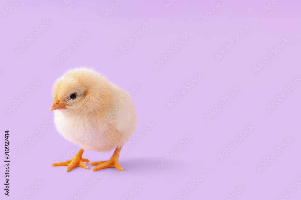 Cute little chick on lilac background