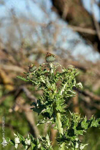 Young Texas Thistle Bloom (Cirsium texanum)